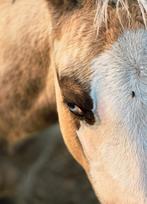 APHA Merrie veulen, Dieren en Toebehoren