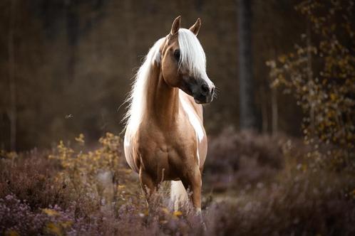 Ter dekking aangeboden, Pinto palomino Arabische hengst, Dieren en Toebehoren, Paarden en Pony's | Dekhengsten en Fokmerries, Hengst