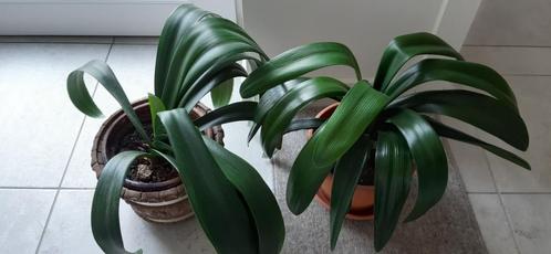 2 voor €7  Sint-Jozefplant Clivia  blad 36-45cm , zonder pot, Huis en Inrichting, Kamerplanten, Overige soorten, Minder dan 100 cm