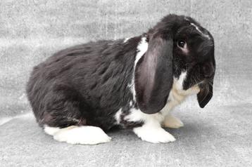 Mooie, lieve, gezonde & raszuivere Franse Hangoor ram  beschikbaar voor biedingen