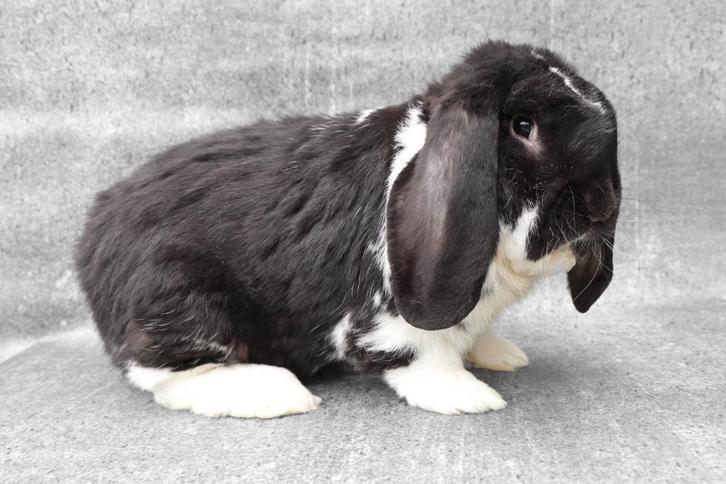 Mooie, lieve, gezonde & raszuivere Franse Hangoor ram, Dieren en Toebehoren, Konijnen, Groot, Mannelijk, 0 tot 2 jaar, Hangoor