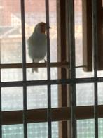 Majorputters satinet poppen, Dieren en Toebehoren, Vogels | Overige Vogels, Vrouwelijk, Wildzangvogel, Geringd