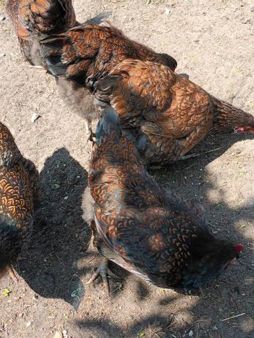 broedeieren barnevelder dubbel gezoomt, Dieren en Toebehoren, Pluimvee