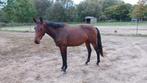 Zeer mooie 2-jarige Don't Touch Tiji Hero merrie, Dieren en Toebehoren, Merrie, Springpaard, Gechipt, 0 tot 2 jaar