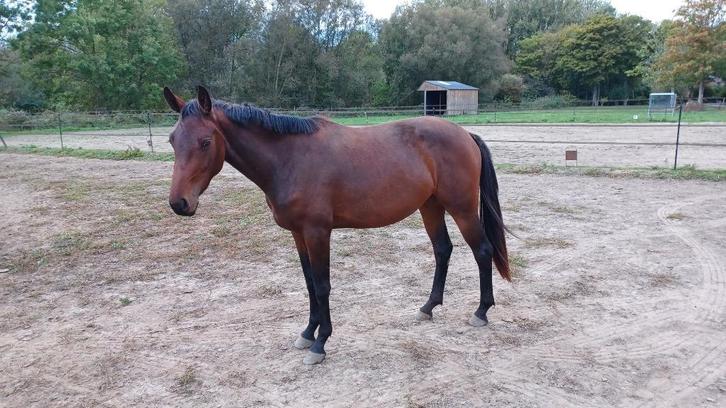 Zeer mooie 2-jarige Don't Touch Tiji Hero merrie, Dieren en Toebehoren, Paarden, Merrie, Onbeleerd, 165 tot 170 cm, 0 tot 2 jaar