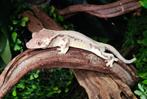 Wimpergekko frappuccino man, Dieren en Toebehoren, Hagedis, Tam, 0 tot 2 jaar