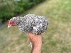 Mesthaantjes mechelse koekoek, Dieren en Toebehoren, Pluimvee
