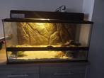 Terrarium met  benodigheden, Dieren en Toebehoren, Reptielen en Amfibieën, Hagedis, Met terrarium, 7 tot 10 jaar