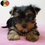Lieve Yorkshire-puppy’s te koop, Dieren en Toebehoren, Yorkshire Terriër, België, Handelaar, CDV (hondenziekte)