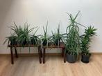Aloë vera 6 planten in 3 soorten en hoogtes, Ophalen, Vetplant, In pot, Minder dan 100 cm