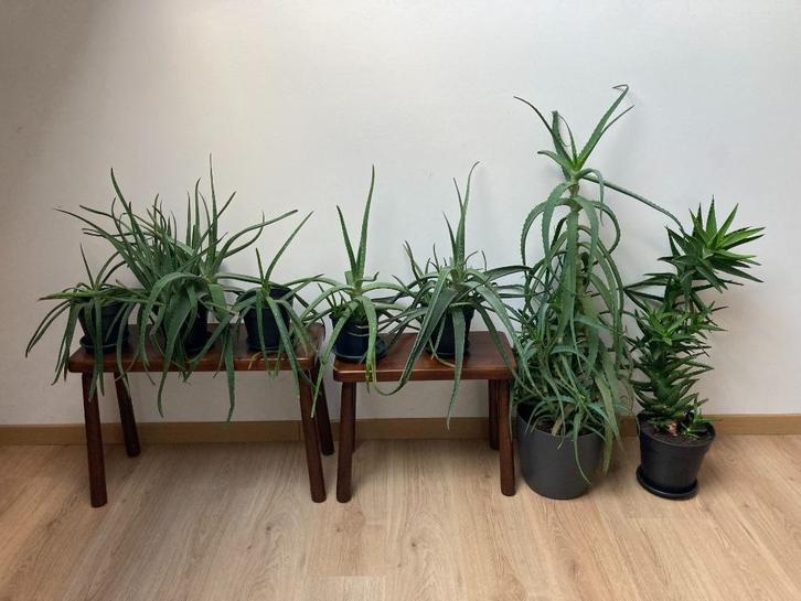 Aloë vera 6 planten in 3 soorten en hoogtes, Huis en Inrichting, Kamerplanten, Vetplant, Minder dan 100 cm, In pot, Ophalen