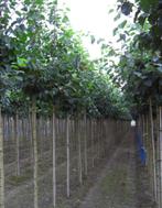LINDEBOMEN HOOGSTAM, oa Winterlinde (Tilia Cordata), 35€/st, Tuin en Terras, 250 tot 400 cm, Zomer, Ophalen, Volle zon