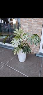 Koopje plant voor binnen of buiten, Tuin en Terras, Ophalen