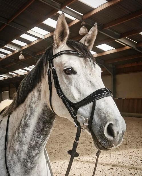 Schokemöhle hoofdstel equitus beta glam, Dieren en Toebehoren, Paarden en Pony's | Hoofdstellen en Tuigage, Nieuw, Ophalen of Verzenden