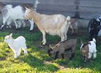 Dwerggeit met 3-ling, bokjes, Dieren en Toebehoren, Schapen, Geiten en Varkens, Meerdere dieren, Geit