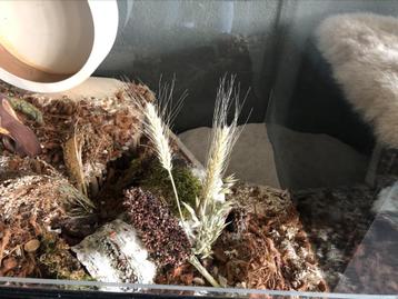 Hamster terrarium met schuifruiten - Hamsterkooi kopen