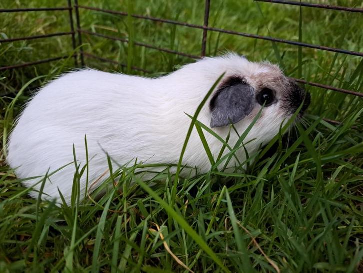 Engels gekruind - Wit California - Zeugje, Dieren en Toebehoren, Knaagdieren, Vrouwelijk, Cavia, September, Tam