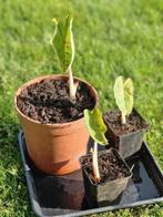 Colocasia pink china, Ophalen, Vaste plant