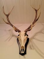 Edelhert gewei op plank, Ophalen, Zo goed als nieuw
