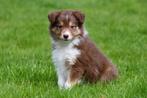 Border Collie pup te koop - reutje, Dieren en Toebehoren, Honden | Herdershonden en Veedrijvers, CDV (hondenziekte), 8 tot 15 weken
