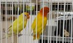 Oiseaux inséparables couple à vendre avec le cage, Plusieurs animaux, Perroquet nain ou Inséparable, Bagué
