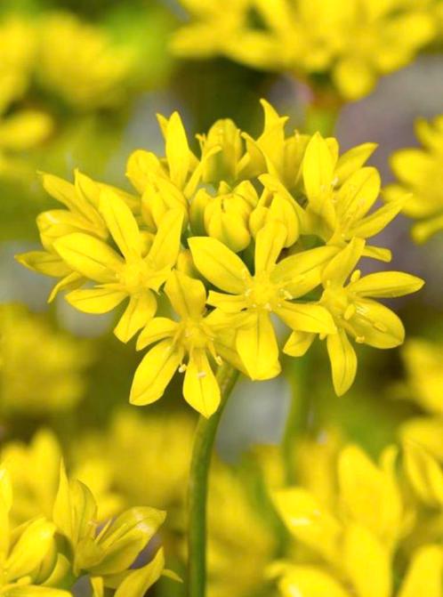Allium “moly”goudlook ( zaadjes), Jardin & Terrasse, Bulbes & Semences, Mi-ombre, Enlèvement ou Envoi
