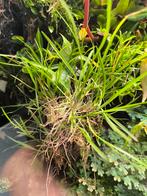 ornithophora sigmatostalix radicans botanische orchidee, Tuin en Terras, Ophalen of Verzenden