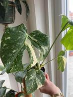 Monstera Thai Constellation, Huis en Inrichting, Ophalen of Verzenden