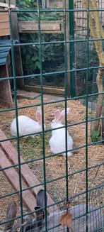 Vlaams-Duitse reuzen voedsters, Dieren en Toebehoren, Ophalen