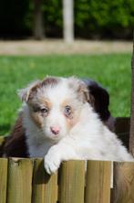 Border collie pups geboren op boerderij, CDV (hondenziekte), Particulier, Meerdere, 8 tot 15 weken