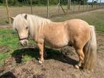 Shetlander Pony, Dieren en Toebehoren, Pony's, Niet van toepassing, Hengst, Gechipt, A pony (tot 1.17m)