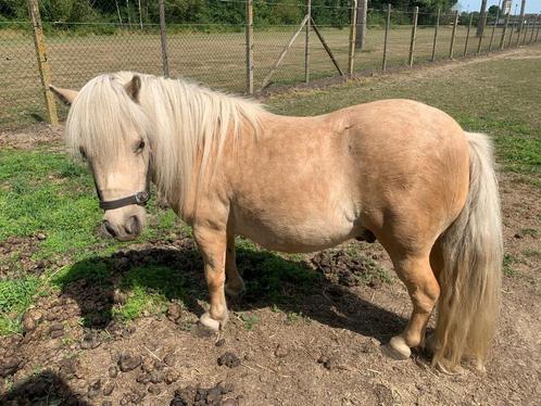 Shetlander Pony, Dieren en Toebehoren, Pony's, Hengst, Niet van toepassing, A pony (tot 1.17m), 7 tot 10 jaar, Met stamboom, Gechipt