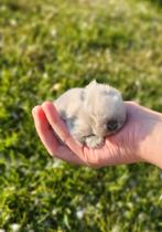 Minilop nestjes, Dieren en Toebehoren, Meerdere dieren, Dwerg, Hangoor, 0 tot 2 jaar