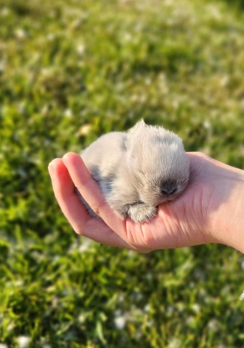 Minilop nestjes, Dieren en Toebehoren, Konijnen, Dwerg, Meerdere dieren, 0 tot 2 jaar, Hangoor