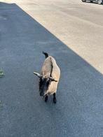 Dwergeit vrouwtje, Dieren en Toebehoren, Schapen, Geiten en Varkens, Vrouwelijk, Geit, 3 tot 5 jaar