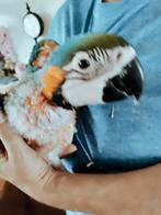 Handtamme blauw gele ara, Dieren en Toebehoren, Vogels | Parkieten en Papegaaien, Tam