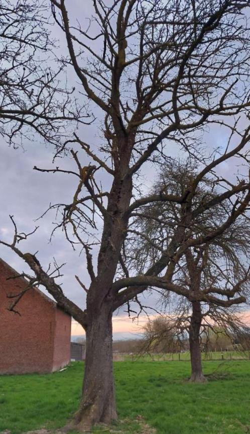Boom om te kappen, Tuin en Terras, Brandhout, Ophalen