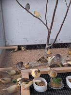 Gloster kanaries, Dieren en Toebehoren, Vogels | Kanaries