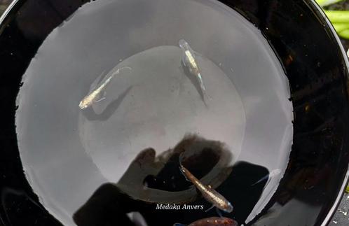 Medaka Sansyoku Widefin Tricolor Outerlight Eitjes, Dieren en Toebehoren, Vissen | Aquariumvissen, Zoetwatervis, Vis