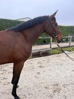 4 j sportmerrie PETROSSIAN X VANNAN, Dieren en Toebehoren, Merrie, Springpaard, Gechipt, Zadelmak