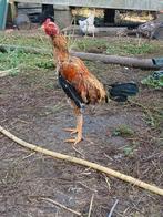 Shamo Jonge Brasil  6maanden, Dieren en Toebehoren