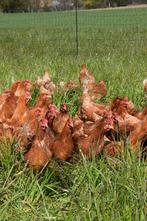 Legkippen, Animaux & Accessoires, Volatiles, Poule ou poulet