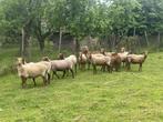 Ardense voskop schapen ramlammeren, Mannelijk, Schaap, 0 tot 2 jaar