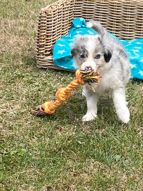 Border collie pups (reukes), Dieren en Toebehoren, Honden | Herdershonden en Veedrijvers, Reu, Collie, Fokker | Professioneel