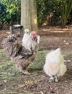 Nieuwe thuis, Dieren en Toebehoren, Pluimvee, Vrouwelijk, Kip