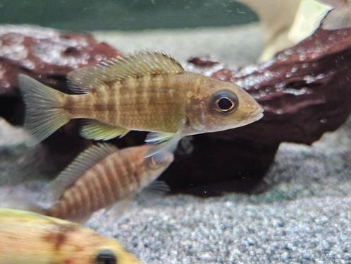 Aulonocara baenschi benga cichliden malawi hobbykweek, Dieren en Toebehoren, Vissen | Aquariumvissen, Zoetwatervis, Vis