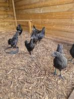 Ayam cemani, Dieren en Toebehoren, Pluimvee