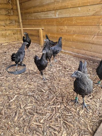 Ayam cemani  beschikbaar voor biedingen