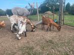 4 vrouwelijke geiten te koop., Dieren en Toebehoren