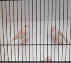 kanarie, Dieren en Toebehoren, Vogels | Kanaries, Vrouwelijk, Kleurkanarie